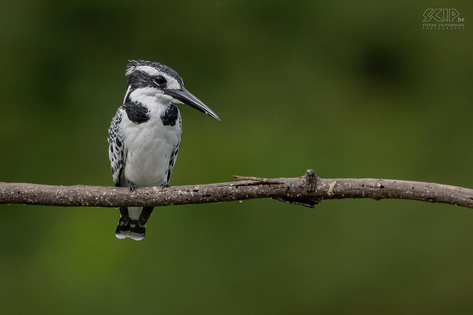 Lake Naivasha - Pied kingfisher  Stefan Cruysberghs